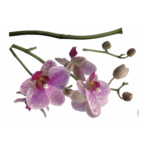 Vägg Tatuering - Orchid - Storlek 100 X 70 Cm