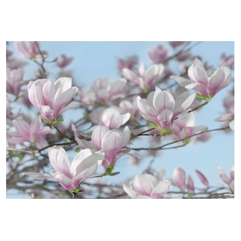 Papperstapet - Magnolia - Storlek 368 X 254 Cm