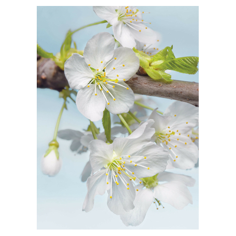 Fototapeter  - Blossom - Storlek 184 X 248 Cm