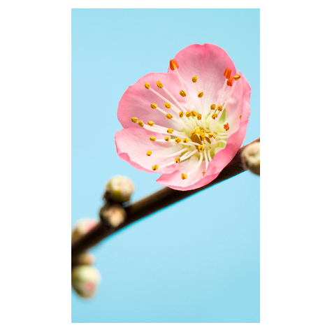 Fototapeter  - Peach Blossom - Storlek 150 X 250 Cm