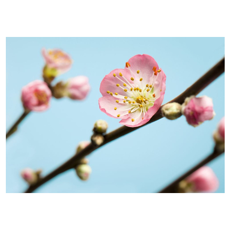 Fototapeter  - Peach Blossom - Storlek 350 X 250 Cm