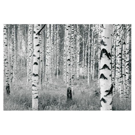 Fototapeter  - Woods - Storlek 400 X 270 Cm