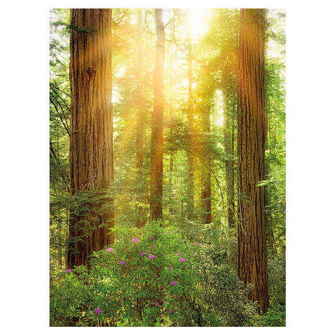 Fototapeter  - Redwood - Storlek 200 X 260 Cm