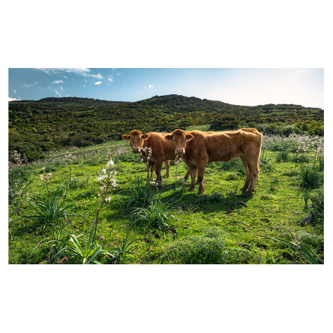 Fototapeter  - Cow Paradise - Storlek 450 X 280 Cm