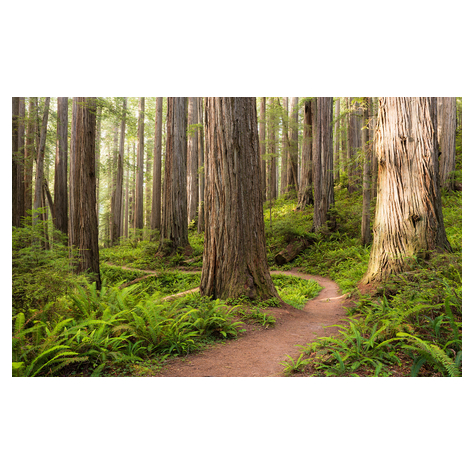 Fototapeter - Redwood Trail - Storlek 450 X 280 Cm