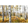 Fototapeter - Färgglada Aspenwoods - Storlek 450 X 280 Cm