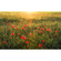 Fototapeter  - Poppy World - Storlek 450 X 280 Cm