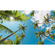 Fototapeter  - Coconut Heaven Ii - Storlek 450 X 280 Cm