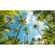 Fototapeter  - Coconut Heaven - Storlek 450 X 280 Cm