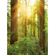 Fototapeter  - Redwood - Storlek 200 X 250 Cm